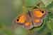 Rotbraunes Ochsenauge / Pyronia tithonus / Gatekeeper