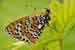 Roter Scheckenfalter - Melitaea didyma - Spotted Fritillary