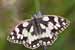 Damenbrett - Schachbrettfalter - Melanargia galathea - Marble White