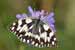 Damenbrett - Schachbrettfalter - Melanargia galathea - Marble White