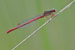 Scharlachlibelle - Späte Adonisjungfer - Ceriagrion tenellum - Small Red Damselfly - Gildehauser Venn