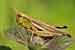 Sumpfschrecke / Stethophyma grossum / Large Marsh Grashopper