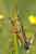 Sumpfschrecke / Stethophyma grossum / Large Marsh Grashopper