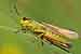 Sumpfschrecke / Stethophyma grossum / Large Marsh Grashopper