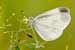 Tintenfleck-Weissling - Senfweissling - Leptidea sinapsis - Wood White