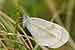 Tintenfleck-Weissling - Leptidea sinapsis - Wood White