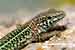 Tyrrhenische Mauereidechse / Pordarcis tiliguerta / Tyrrhenian Wall Lizard