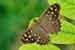 Waldbrettspiel - Pararge aegeria tircis - Speckled Wood