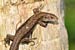 Waldeidechse / Lacerta vivipara / Viviparous Lizard / Bergeidechse