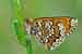 Wegerich-Scheckenfalter - Melitaea cinxia - Glanville Fritillary