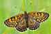 Wegerich-Scheckenfalter - Melitaea cinxia - Glanville Fritillary