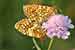 Westlicher Scheckenfalter - Melitaea parthenoides - Meadow Fritillary, Badberg, Kaiserstuhl