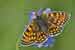 Westlicher Scheckenfalter - Melitaea parthenoides - Meadow Fritillary