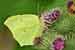 Zitronenfalter Foto  - Gonepteryx rhamni - Brimstone