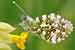 Aurorafalter -  Anthocharis cardamines - Orange Tip