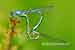Blaue Federlibelle / Platycnemis pennipes / White-legged Damselfly