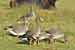 Blässgans - Anser albifrans - White-fronted Goose