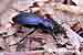 Blauvioletter Waldlaufkäfer / Carabus problematicus / Ground Beetle