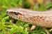 Blindschleiche / Anguis fragilis / Slow Worm