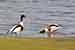 Brandgans Brandente - Tadorna tadorna - Shelduck Foto