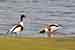 Brandgans Brandente - Tadorna tadorna - Shelduck Foto