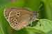 Brauner Waldvogel Schornsteinfeger - Aphantopus hyperantus - Ringlet