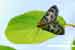 Brennesselzünsler - Eurrhypara hortulat - Small Magpie