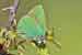 Brombeerzipfelfalter - Callophrys rubi - Green Hairstreak