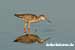Dunkler Wasserläufer - Dunkelwasserläufer - Tringa erythropus - Spotted Redshank