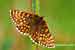 Ehrenpreis-Scheckenfalter - Melitaea aurelia - Nickerl´s Fritillary