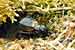 Feldgrille / Gryllus campestris / Field Cricket