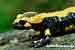 Feuersalamander / Salamandra salamandra / Fire salamander