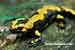 Feuersalamander / Salamandra salamandra / Fire salamander