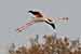 Rosaflamingo / Phoenicopterus ruber / Greater Flamingo