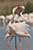 Rosaflamingo / Phoenicopterus ruber / Greater Flamingo