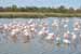 Rosaflamingo / Phoenicopterus ruber / Greater Flamingo