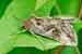 Gammaeule - Autographa gamma - Silver Y