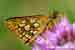 Gelbwürfeliger Dickkopffalter - Carterocephalus palaemo - Chequered Skipper