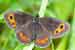 Graubindiger Mohrenfalter Waldteufel - Erebia aethiops - Scotch Argus