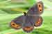 Graubindiger Mohrenfalter Waldteufel - Erebia aethiops - Scotch Argus