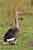 Graugans - Anser anser - Greylag Goose