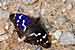 Grosser Schillerfalter - Apatura iris - Purple Emperor