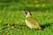 Grünspecht Foto - Picus viridis - Green Woodpecker