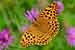 Kaisermantel - Argynnis paphia - Silver-washed Fritillary