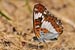 Kleiner Eisvogel - Limenitis camilla - White Admiral