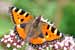 Kleiner Fuchs - Aglais urticae - Small Tortoiseshell