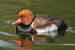 Kolbenente - Netta rufina - Red-crested Pochard Foto