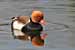 Kolbenente - Netta rufina - Red-crested Pochard