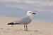 Korallenmöwe - Larus audouinii - Audouin´s Gull