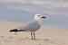 Korallenmöwe - Larus audouinii - Audouin´s Gull